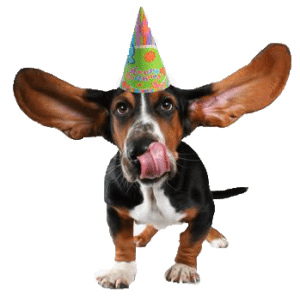 A playful basset hound wearing a colorful party hat.