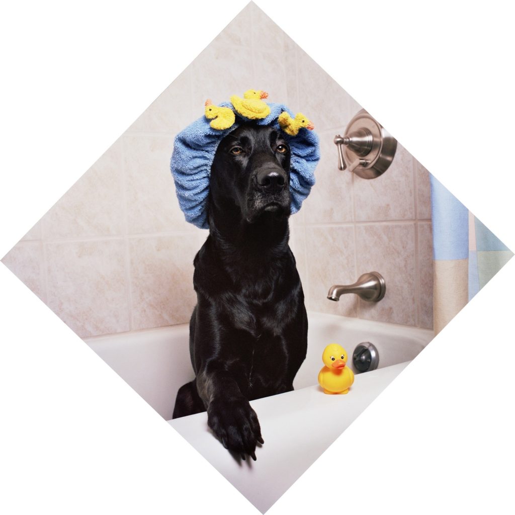 how often should you shampoo your dog