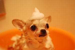 Easy Ways to Give a Dog Bath