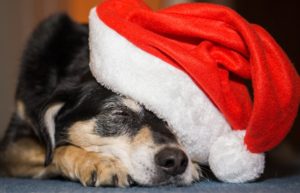 Pet Holiday Food Guide