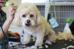 Dog Show Grooming