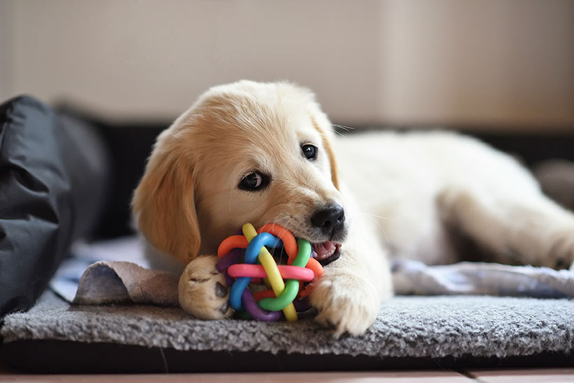 how long does it take for puppy to settle in new home