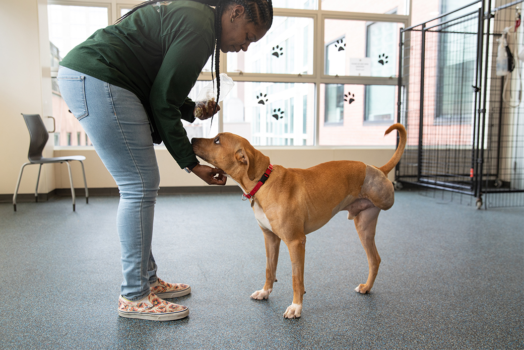Person feeding a dog in shelter room.
